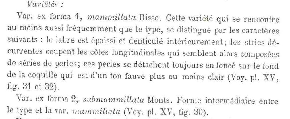 Famiglia Buccinidae: il genere Chauvetia